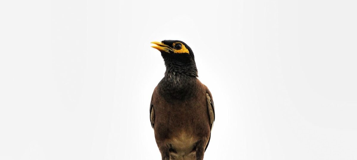 My Innocent Lie Became a Bird-Brained Nightmare: I’m a Fraud!