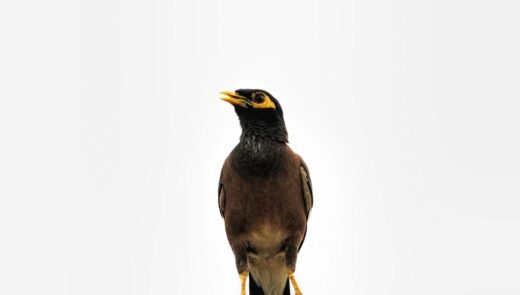 My Innocent Lie Became a Bird-Brained Nightmare: I’m a Fraud!